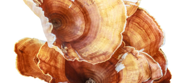 Reishi Mushroom
